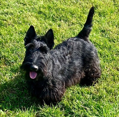 Vicomte de Glenderry