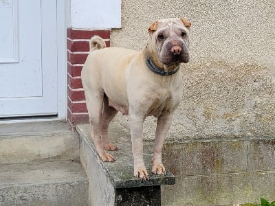 https://chiens-de-france.com/photo/chiens/2025_10/tn200/TN200_chiens-Shar-Pei-8c889fbf-178c-ab54-1173-a2f9df0abf71_min.jpg
