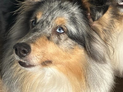 https://chiens-de-france.com/photo/chiens/2025_10/tn200/TN200_chiens-Shetland-Sheepdog-1047beb4-409f-c584-25d1-79c1b7b5f65a_min.jpg