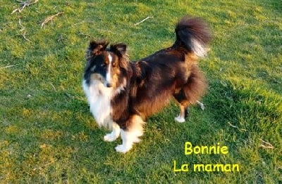 https://chiens-de-france.com/photo/chiens/2025_10/tn200/TN200_chiens-Shetland-Sheepdog-57e6ceb7-3f45-a234-799a-a11ff8568e5e_min.jpg
