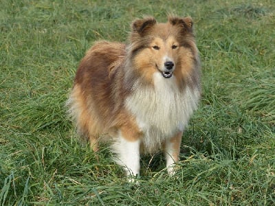 https://chiens-de-france.com/photo/chiens/2025_10/tn200/TN200_chiens-Shetland-Sheepdog-751a178b-d139-8f84-418b-57c0265b319c_min.jpg