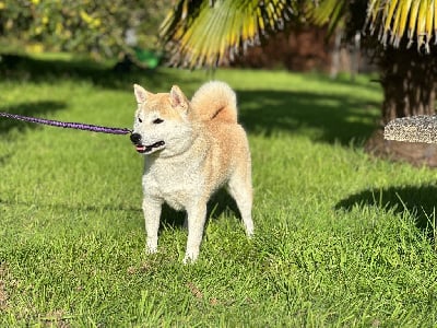 Ukio-mako Des Brumes de Broc?liande