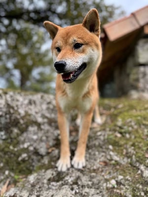 Vince de dame nature