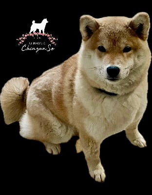 https://chiens-de-france.com/photo/chiens/2025_10/tn200/TN200_chiens-Shiba-2f103dd7-3b78-b6c4-7dad-eb2bf7b85fd4_min.jpg