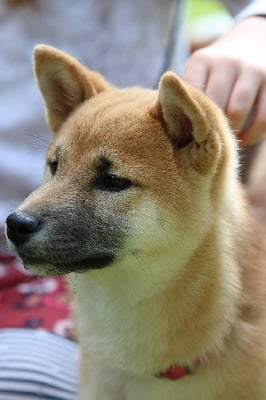 https://chiens-de-france.com/photo/chiens/2025_10/tn200/TN200_chiens-Shiba-3505c30d-8b02-80a4-3db0-c877e89f0645_min.jpg