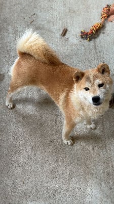 https://chiens-de-france.com/photo/chiens/2025_10/tn200/TN200_chiens-Shiba-ed39d26e-6123-9794-a12f-48fff487885b_min.jpg