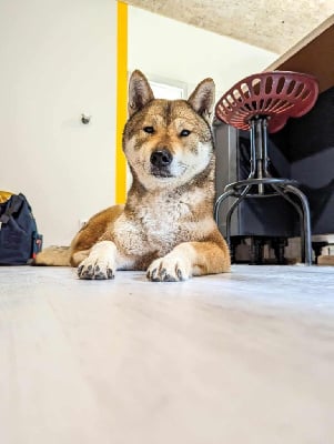 https://chiens-de-france.com/photo/chiens/2025_10/tn200/TN200_chiens-Shikoku-bba8e627-e23c-22a4-cdd6-50a6ac67ee3b_min.jpg