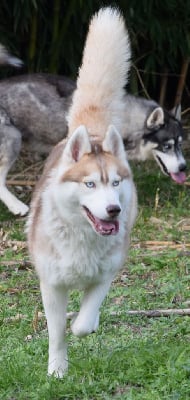 https://chiens-de-france.com/photo/chiens/2025_10/tn200/TN200_chiens-Siberian-Husky-0a09ff65-be0d-3e44-c138-1342417f600f_min.jpg