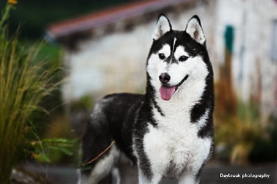 https://chiens-de-france.com/photo/chiens/2025_10/tn200/TN200_chiens-Siberian-Husky-1ba949ca-4c06-3dc4-31b7-5f447c1b5dcc_min.jpg
