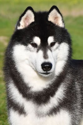 Uniq spirit in my kingdom Of cold winter nights