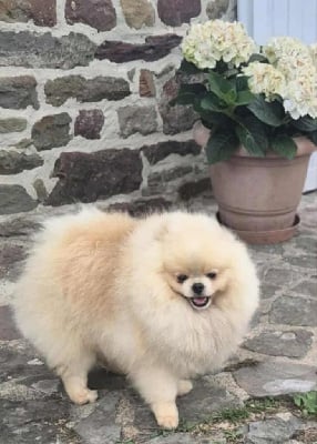 constelation beysher Exclusive pom