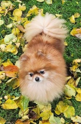 https://chiens-de-france.com/photo/chiens/2025_10/tn200/TN200_chiens-Spitz-allemand-e1583dc5-6387-e6f4-c96d-8108ad61f840_min.jpg