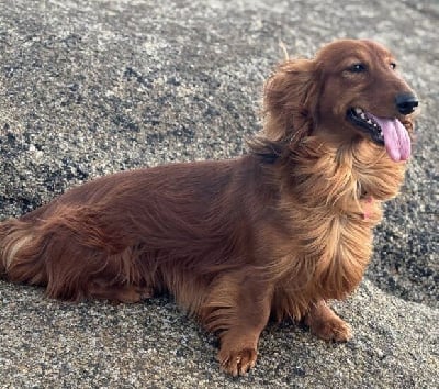 https://chiens-de-france.com/photo/chiens/2025_10/tn200/TN200_chiens-Teckel-poil-long-60c7d479-3654-a644-5149-435077f49f84_min.jpg