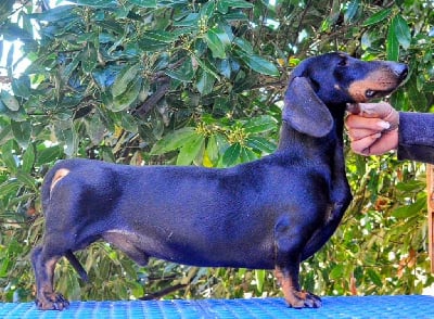 Virgule du castel minervois