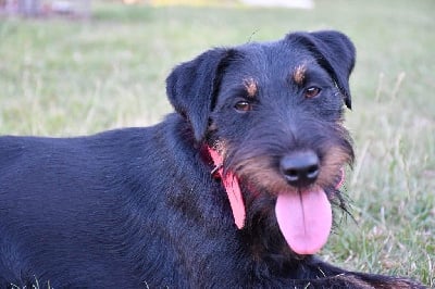 https://chiens-de-france.com/photo/chiens/2025_10/tn200/TN200_chiens-Terrier-de-chasse-allemand-a0c25d57-722f-2264-096d-1460b2358d8a_min.jpg