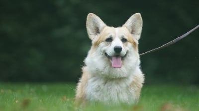 https://chiens-de-france.com/photo/chiens/2025_10/tn200/TN200_chiens-Welsh-Corgi-Pembroke-8cd128f1-4045-8694-fd50-982b84638626_min.jpg