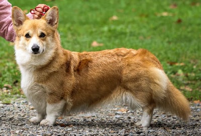 https://chiens-de-france.com/photo/chiens/2025_10/tn200/TN200_chiens-Welsh-Corgi-Pembroke-adbc98a8-aaf9-d104-7d5e-158d9bd56bfe_min.jpg