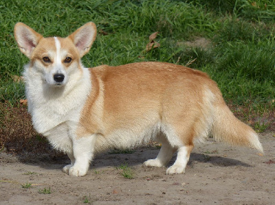 https://chiens-de-france.com/photo/chiens/2025_10/tn200/TN200_chiens-Welsh-Corgi-Pembroke-d7cf7b0f-a06a-9644-8d3b-2a77ab0d3f08_min.jpg