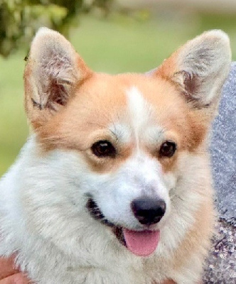 https://chiens-de-france.com/photo/chiens/2025_10/tn200/TN200_chiens-Welsh-Corgi-Pembroke-d9c9afc7-4813-8aa4-b919-457a95e52df7_min.jpg