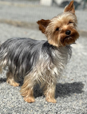 https://chiens-de-france.com/photo/chiens/2025_10/tn200/TN200_chiens-Yorkshire-Terrier-30b3fc1c-d772-2a54-552e-a9299559b750_min.jpg