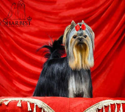 Fantastic heroe sharbest Jet Set's Blue Star