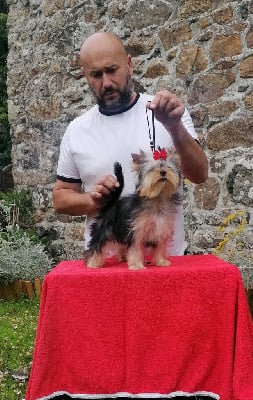 https://chiens-de-france.com/photo/chiens/2025_10/tn200/TN200_chiens-Yorkshire-Terrier-b9880b9b-42b8-6834-21a1-35b4d664f62d_min.jpg