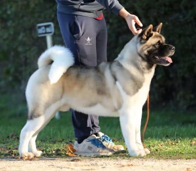 CH. jeamara's Special delivery for sansa