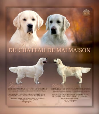 CH. JCH.BROWNDUST VOTE OF CONFIDENCE JCH.BROWNDUST VOTE OF CONFIDENCE