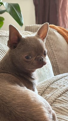 Vla The Tzar Du Palais Des Matriochkas