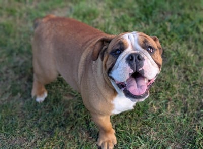 Valentino lan van mechelaar