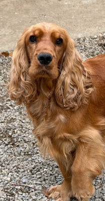 https://chiens-de-france.com/photo/chiens/2025_11/tn200/TN200_20251105112006690b24d6d45f1.jpeg