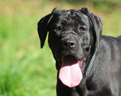 https://chiens-de-france.com/photo/chiens/2025_11/tn200/TN200_20251106151921690cae69e6a14.jpg