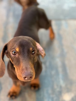 Valandre Victor Abel de la croix du domaine du Thuis Des P?pites De La Bergerie