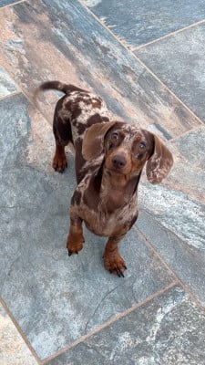 https://chiens-de-france.com/photo/chiens/2025_11/tn200/TN200_20251108180548690f786c6334c.jpeg