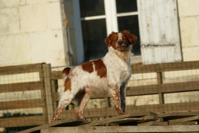 Voldo Du Bois Aux Paons