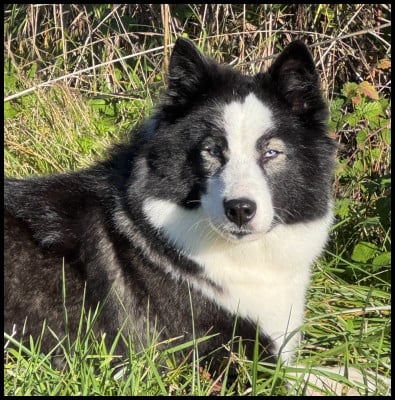 https://chiens-de-france.com/photo/chiens/2025_11/tn200/TN200_202511111018176912ff591d196.jpg