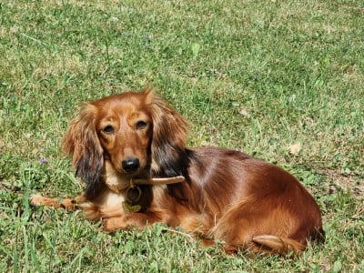 https://chiens-de-france.com/photo/chiens/2025_11/tn200/TN200_202511152038216918d6adb654f.jpg