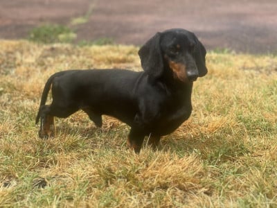 SACHA DES BLASONS DE PROVENCE