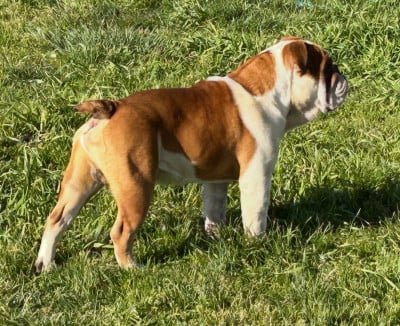Tommy Des Jardins Du Vieux Temple Sacre