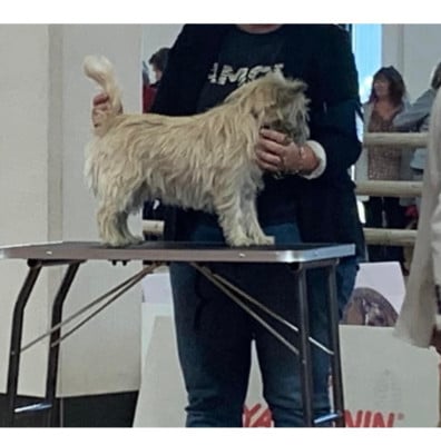 Thor de la vall?e Caid