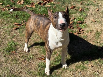 Vaggus du Paradis Des Mini Bulls