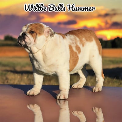 Willbe bulls Willbe Bulls Hummer