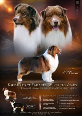 sheperd of paradise Touch the Stars