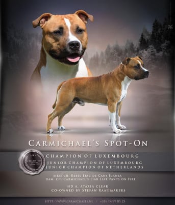 CH. Carmichaels's Spot-on