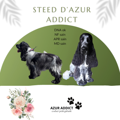 Steed D'Azur Addict