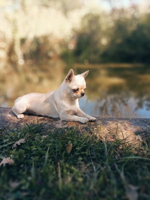 Jet Set's Blue Star Stromae dit Snow