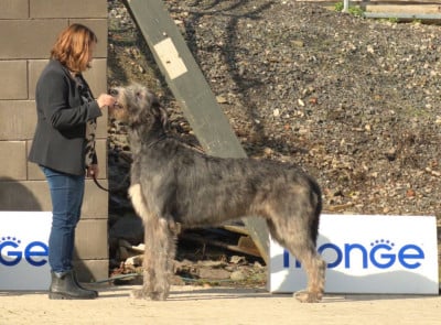 CH. King Kilfane vom M?rchenmond