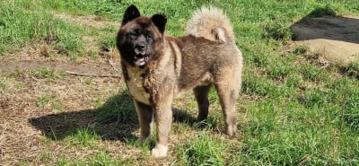 Snow dit sultan (Sans Affixe)