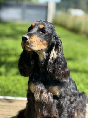 https://chiens-de-france.com/photo/chiens/2025_11/tn200/TN200_2025112711404269282aaa9f1b9.jpg