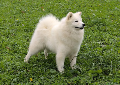 https://chiens-de-france.com/photo/chiens/2025_11/tn200/TN200_20251127164010692870dab41ea.jpg